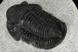 Detailed Gerastos Trilobite Fossil - Morocco #117792-3